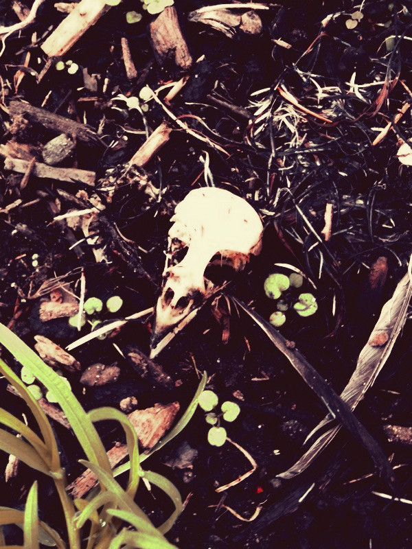  : random observations : Gary Nolton - Photographer / Cinematographer 