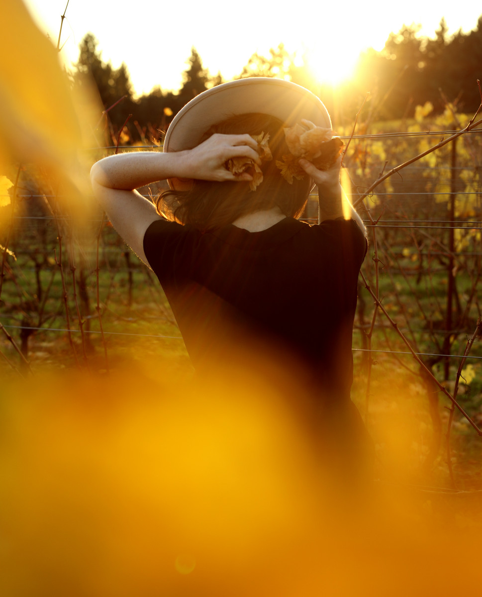rose in the vines